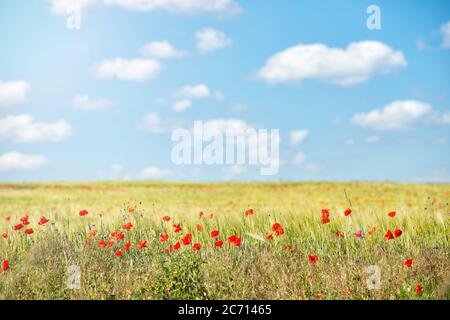 Rote Mohnblumen Feld gegen den blauen Himmel mit Wolken im Sommer, Natur Hintergrund Stockfoto