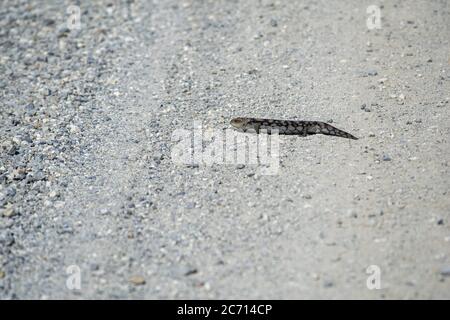 Eidechse überqueren die unbefestigte Straße in Australien. Stockfoto