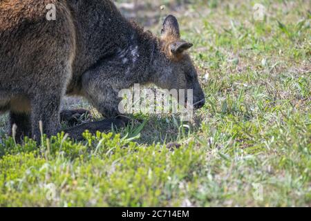 Känguru beim Gras essen, Australien. Stockfoto