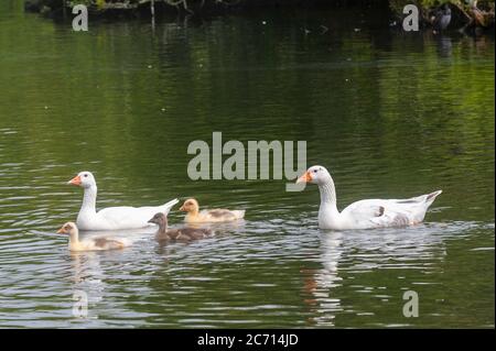 The Lough, Cork, Irland. Juli 2020. Eine Familie von Gänsen schwimmen im Lough, Cork, an einem bewölkten, aber feuchten Tag. Der Rest des Tages wird aus Sonnenschein und Duschen mit Höhen von 15 bis 20 Grad bestehen. Quelle: AG News/Alamy Live News Stockfoto