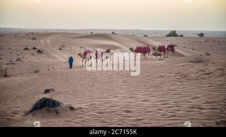 Dubai, VAE - 1. Juni 2013: Karawane mit Kamelen in der Arabischen Wüste Stockfoto