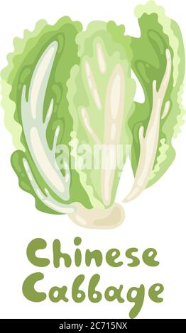 Symbol für chinesischen Kohlstock. Chinesisches Blattgemüse auf Weiß isoliert. Karikatur Pe-Tsai. Illustration von frischem Öko-Gemüse. Botanisch handgezeichnet Stock Vektor