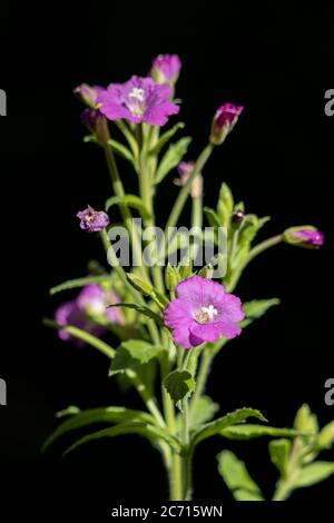 Große Weidenkräuter (Epilobium hirsutum) blüht in der englischen Landschaft Stockfoto