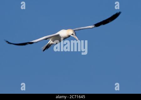 Nördlicher Gannet (Morus bassanus) Erwachsener im Flug in Mounts Bay, Cornwall, England, Großbritannien. Stockfoto