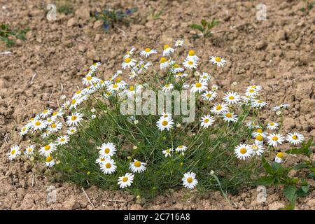 Wilde Gänseblümchen, die am Rande eines Bauernfeldes wachsen Stockfoto
