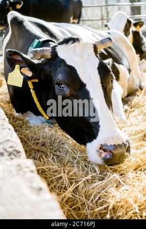 Nahaufnahme einer gesunden, schön aussehenden Holsteinkuh, die auf einem Heubett im halboffenen Stall liegt. Freundlicher, sanfter Look Wärme Stockfoto