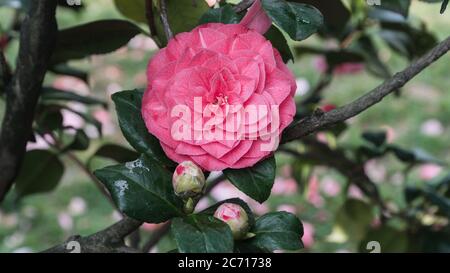 Blühende Blüte der Kamelie stellt die Frühlings- und Sommersaison perfekt dar. Stockfoto