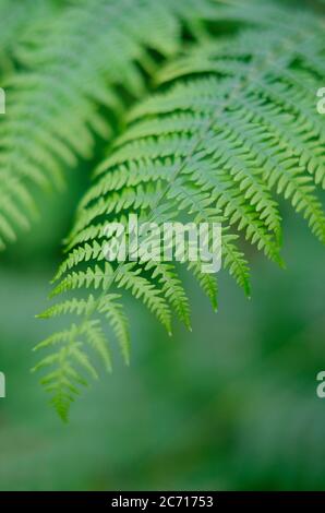 Nahaufnahme von grünen Farnen in ländlicher Umgebung, norfolk, england Stockfoto