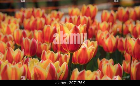 Tulpe. Schöne Bouquet von Tulpen. Bunte Tulpen. Tulpen im Frühjahr, bunte Tulpe mit verschwommenem Hintergrund Stockfoto