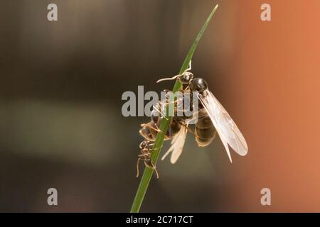 Königin Ameisen verlassen das Nest am 'Tag der fliegenden Ameisen'. Sussex, Großbritannien. Stockfoto