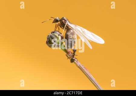 Königin Ameisen verlassen das Nest am 'Tag der fliegenden Ameisen'. Sussex, Großbritannien. Stockfoto