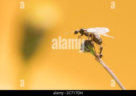 Königin Ameisen verlassen das Nest am 'Tag der fliegenden Ameisen'. Sussex, Großbritannien. Stockfoto