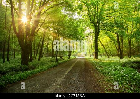 Waldstraße mit Morgensonne, die durch die Äste guckt. Stockfoto