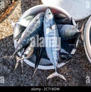 Plastikeimer mit Fisch, der vom Fischer gefangen wird. Stockfoto