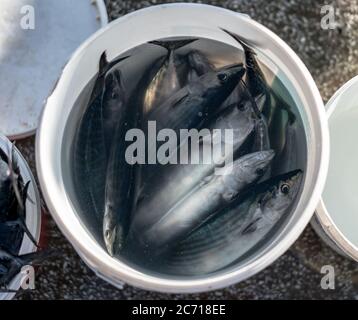 Plastikeimer mit Fisch, der vom Fischer gefangen wird. Stockfoto