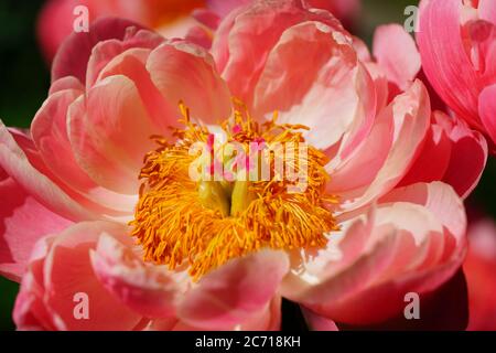 Korallen Charme orange rosa Pfingstrose Blume in Blüte Stockfoto