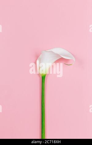 Erstaunliche weiße Calla Lily Blume auf einem rosa Pastell Hintergrund. Flach liegend. Für Text platzieren. Stockfoto