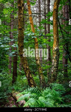 Birken und Buchen im Sommer Wald, Blidworth Woods, Nottinghamshire, England, Großbritannien Stockfoto