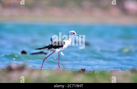 Der Schwarzflügelige Stenpp ist eine soziale Art und wird in der Regel in kleinen Gruppen gefunden. Schwarzflügelstelze bevorzugen Süß- und Salzwassersümpfe, matschig Stockfoto