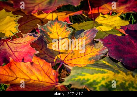 Wunderbare Farben und Muster auf einem Haufen von bunt gefallenen Ahornblättern, die in der Herbstsaison an einem sonnigen Herbsttag auf dem Boden liegen, Stockfoto