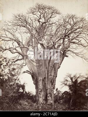 Baobab &#xe0; Moh&#xe9;li, 1863. Stockfoto