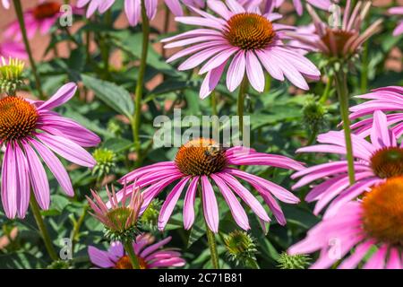 Bienen bestäuben lila Echinacea, oder Kegelblume, im Garten von anderen Kegelblüten und Knospen in selektiver Fokus umgeben Stockfoto
