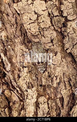 12. Juli 2020, Albanien, Himarë: In der Mitte des Bildes sitzt eine Zikade (Cicadidae), die auf der Rinde eines Olivenbaums (Olea europaea) getarnt ist. Foto: Peter Endig/dpa-Zentralbild/ZB Stockfoto