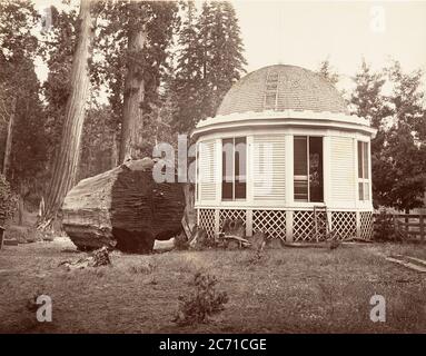 Das Haus über dem Baumstumpf eines großen Baumes, 1865-66, gedruckt ca. 1876. Stockfoto