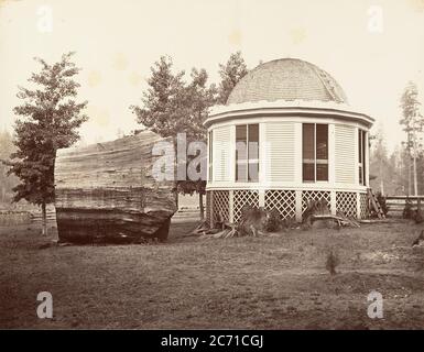 Das Haus über einem Baumstumpf eines großen Baumes, 1865-66, gedruckt ca. 1876. Stockfoto