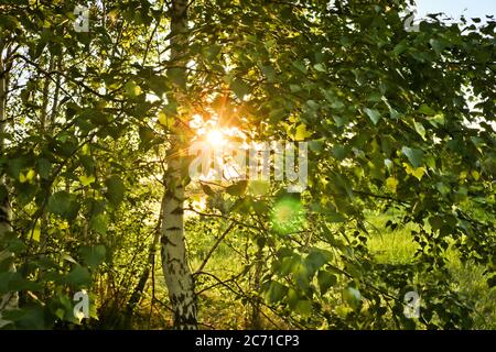 Sommerhintergrund - ein Sonnenlicht bricht durch Birkenlaub. Sommerlandschaft, Russland. Stockfoto