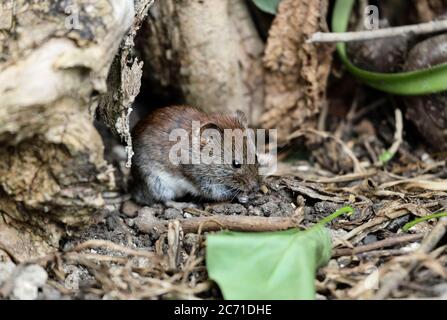 Bankmaus (Clethrionomys glareolus), die am Boden, Nordengland, Großbritannien, ernährt Stockfoto