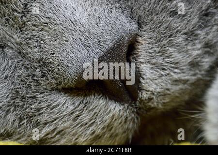 Schlafende britische blaue Katze/ Britische kurze Haare Stockfoto