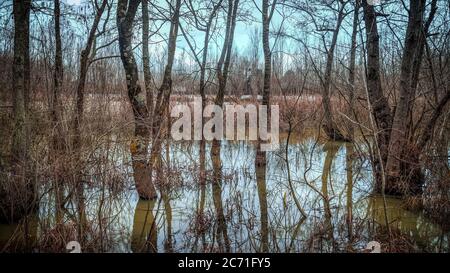 Sakarya, Türkei - 19. Januar 2013: Acarlar Auenwald longoz in Sakarya Türkei Stockfoto