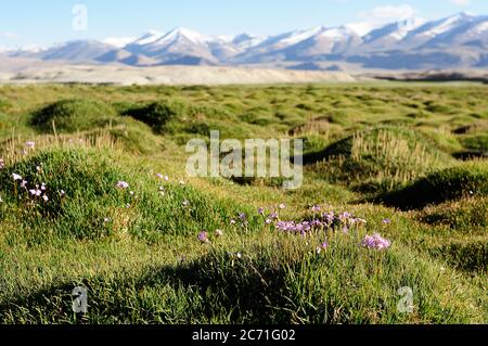 Blick auf wilde Blumen Tso Kar See, Leh District, Indien. Stockfoto