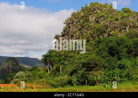 Blick auf die Palmen und das Tabaktal Viniales in Kuba Stockfoto