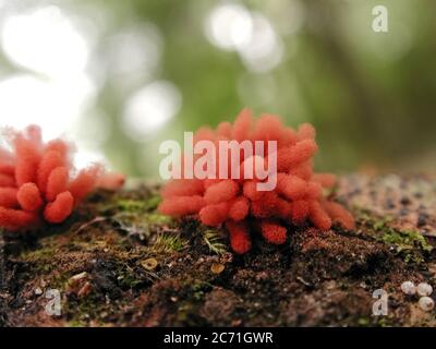 Eine Form von Pilzen in natürlichen Umgebungen auf der ganzen Welt gefunden. Dieses befindet sich in einem bewaldeten Gebiet von North Central Florida gefunden. Stockfoto