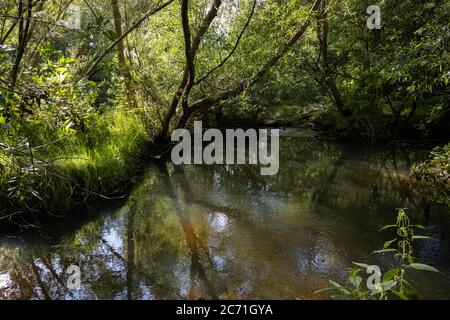 Wunderschöner trübiger Fluss, der durch eine üppige, grüne Gegend schwimmt. Reflexionen von Bäumen. Alles grün. Stockfoto