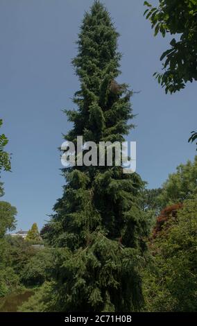 Sommerblatt eines weinenden serbischen Fichtenbaums (Picea omorika 'Pendula'), der in einem Waldgarten in Rural Devon, England, Großbritannien wächst Stockfoto