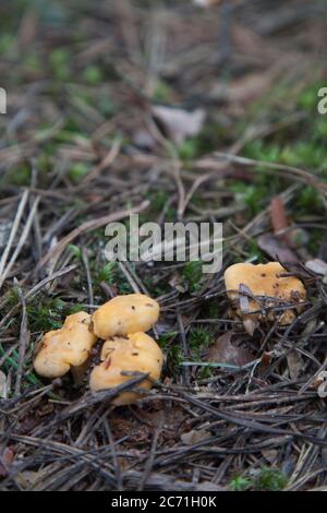 Sammeln von Chanterelle-Pilzen in Polen. Stockfoto