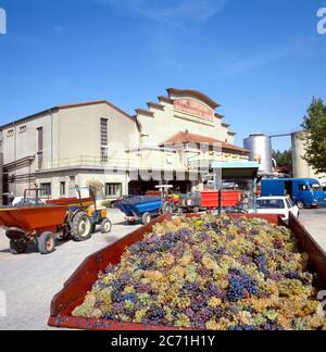 Weinlese in Frankreich bringen die Bauern mit Traktoren ihre Trauben zur Weingenossenschaft (Höhlengenossenschaft). Selektiver Fokus auf die Trauben auf Vorderreifen Stockfoto