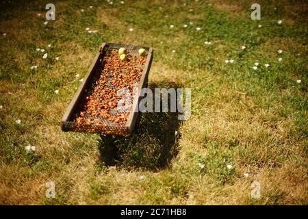Aprikosenscheiben werden auf einem Holztablett im Sommergarten getrocknet. Stockfoto
