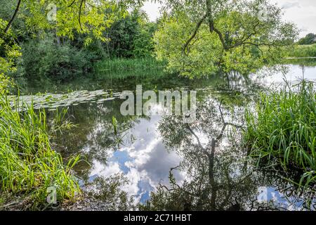 Wunderschöner trübiger Fluss, der durch eine üppige, grüne Gegend schwimmt. Reflexionen von Bäumen Stockfoto