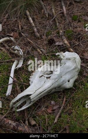 Weiblicher Roter Hirsch-Schädel, Stockfoto