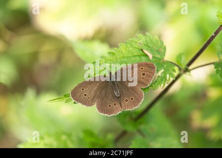 Ringelchen (Aphantopus hyperantus) sonnen Stockfoto