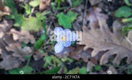 Herbstblüte zwischen vergilbten Blättern aus Ahorn und Eiche im Herbst Stockfoto