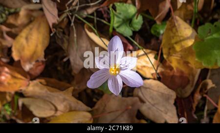 Herbstblüte zwischen vergilbten Blättern aus Ahorn und Eiche im Herbst Stockfoto