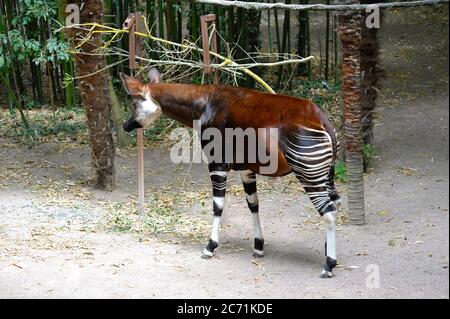 Okapi-Fütterung Stockfoto