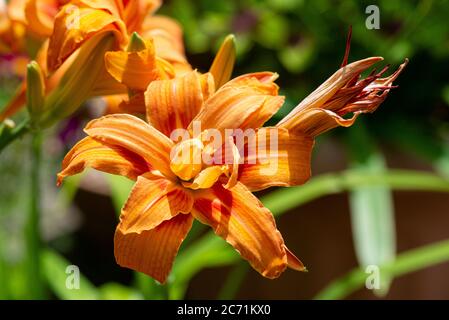 Die Blume einer orangen Tageslilie (Hemerocallis fulva) Stockfoto