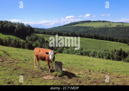 Kuh des Simmentaler Brotes auf der Idylle im Jura. Stockfoto