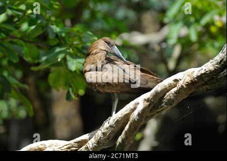 Hamerkop Vogel Stockfoto